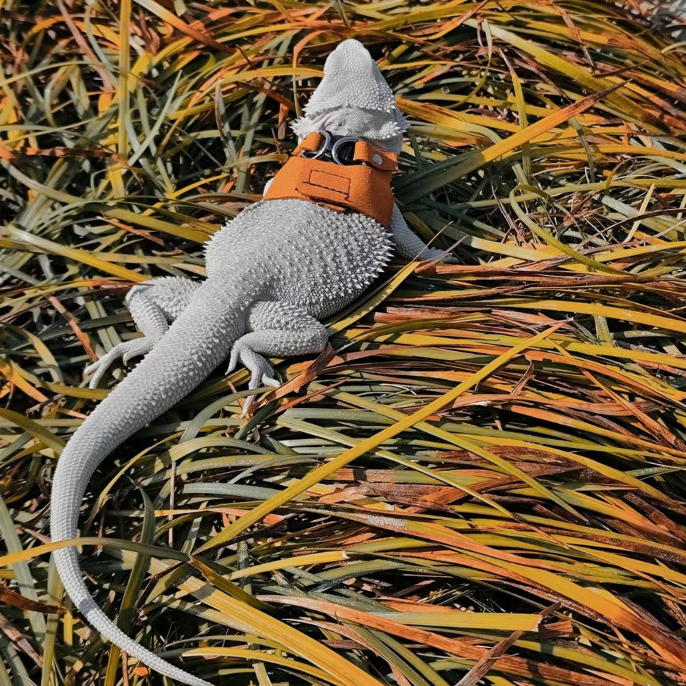 SEZDEKI lizard harness set supports safe outdoor exploration.