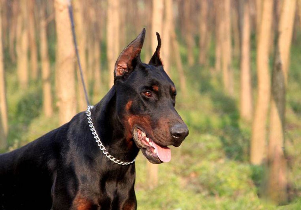 SGODA chain dog training choke collar for professional training use with gentle control options.