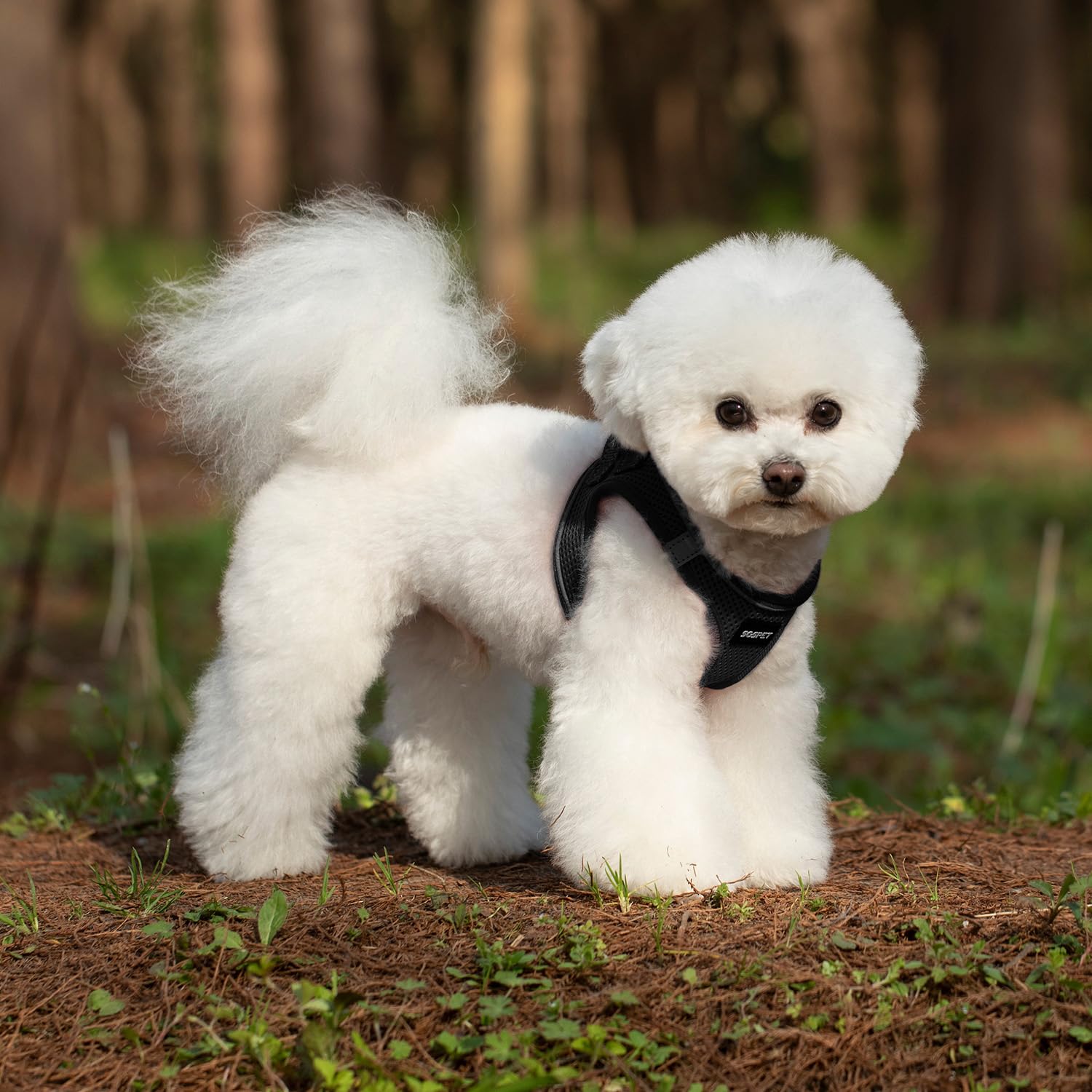 SGSPET reflective piping edge enhances visibility during twilight dog walks