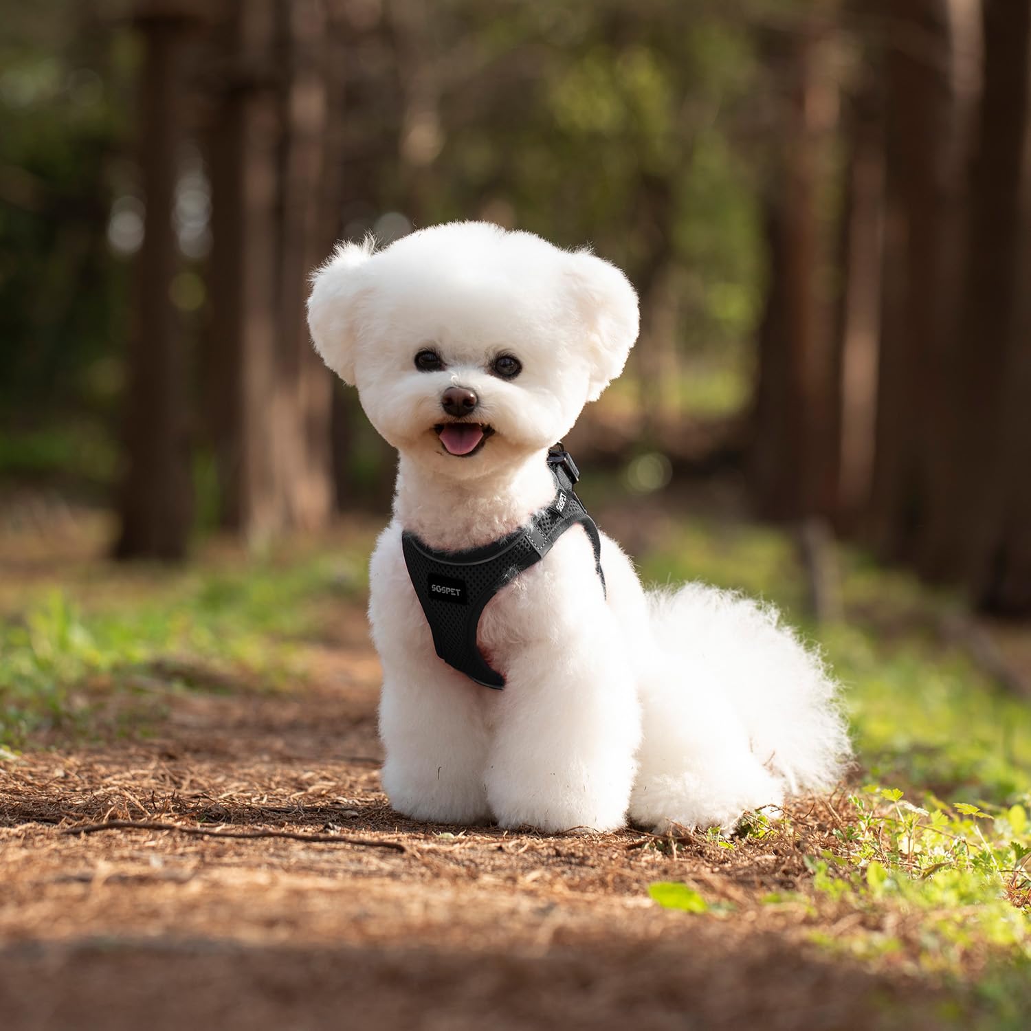 SGSPET secure-fit harness buckle provides steady control on outings