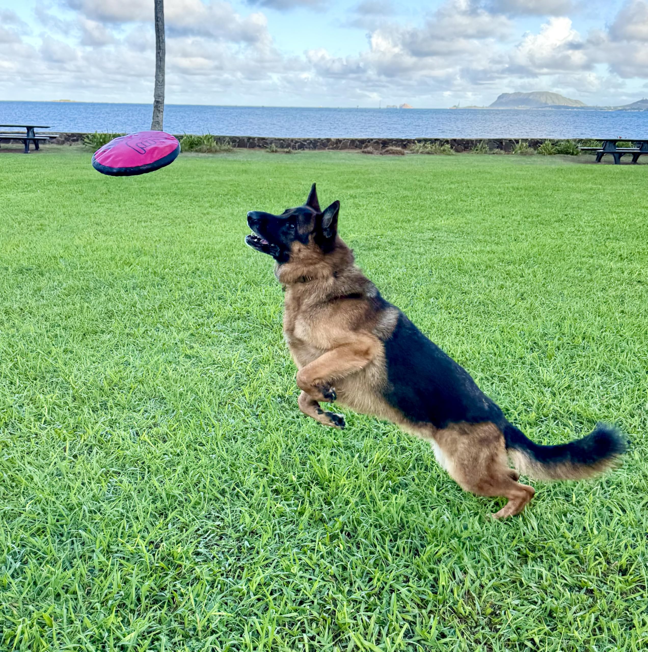 Shaka ZippyToss 9-inch disc demonstrates compact, travel-friendly size.