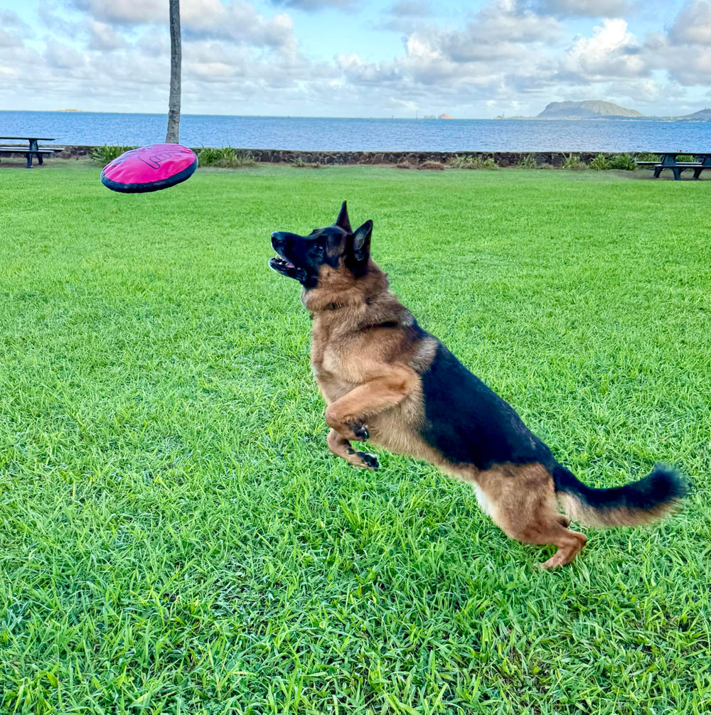 Shaka ZippyToss 9-inch disc demonstrates compact, travel-friendly size.