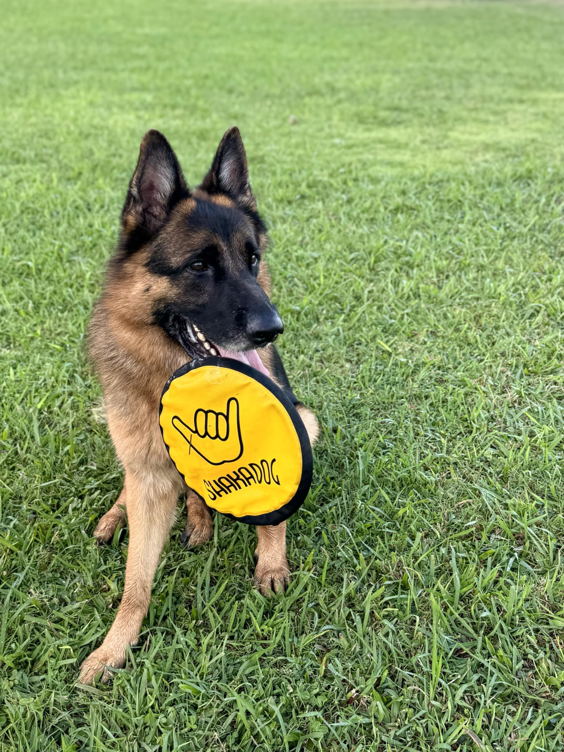 Shaka ZippyToss durable materials withstand outdoor fetch and rough play.