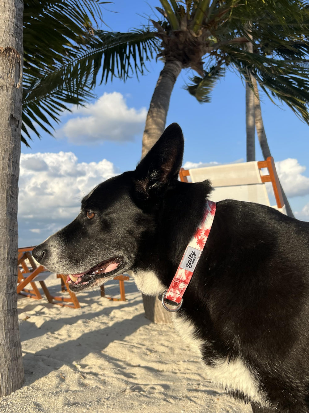 Shaka's Salty Paws dog collar red hibiscus print close up bright beach ready look