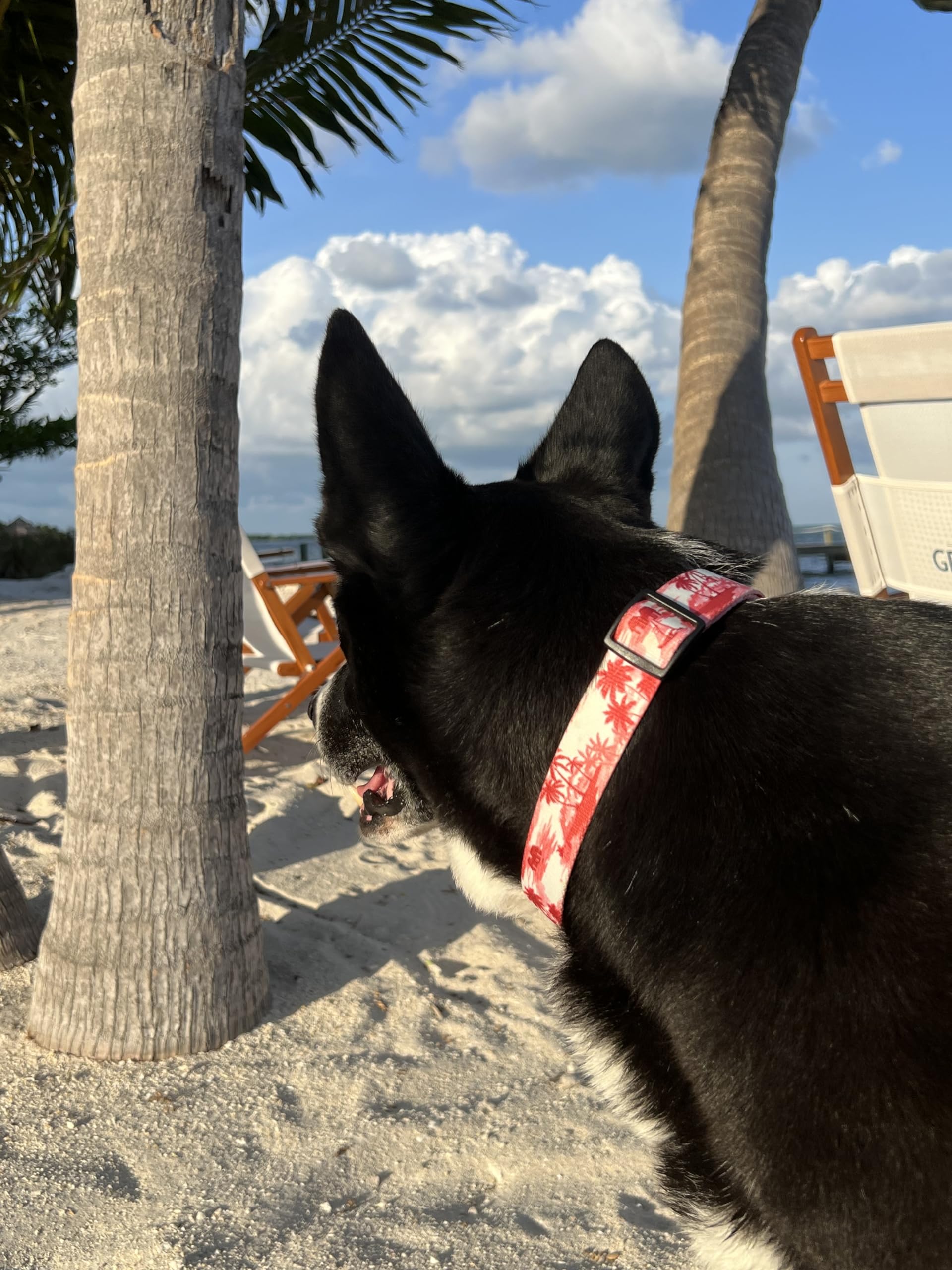 Shaka's Salty Paws dog collar red mahi mahi print close up durable webbing