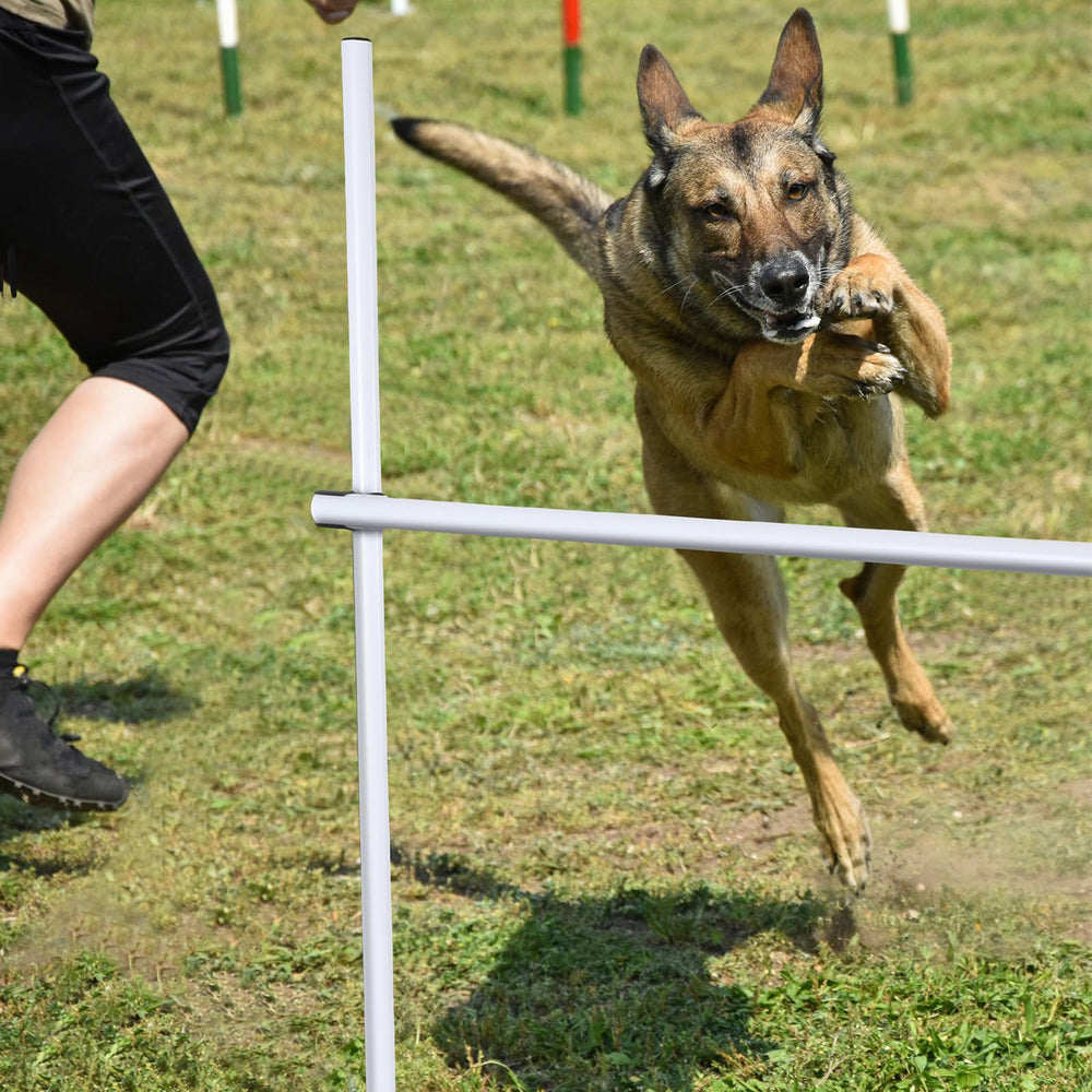 Shappy training session with adjustable height helps dogs progress.