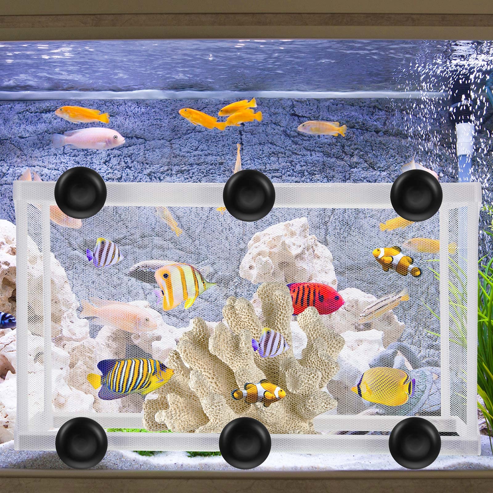 Shappy fish breeder net allows water flow and visibility for monitoring.