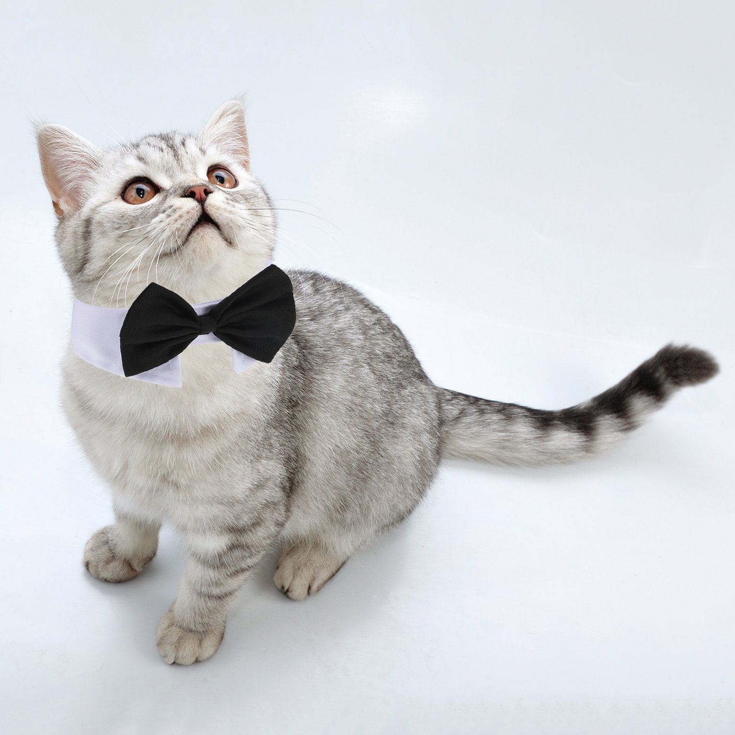 Shappy wedding pet bow-tie setup demonstrates a formal look for celebrations.