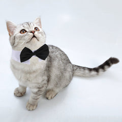 Shappy wedding pet bow-tie setup demonstrates a formal look for celebrations.