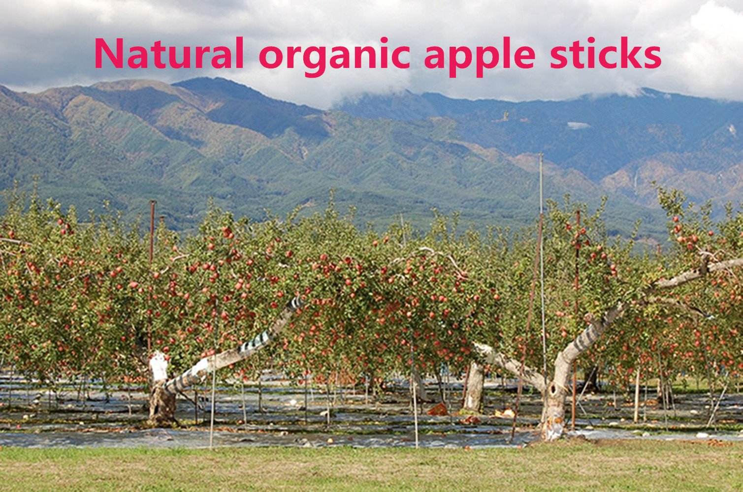 Sharllen bâtons-pomme-conserve-artisanale – produit artisanal et facile à stocker.
