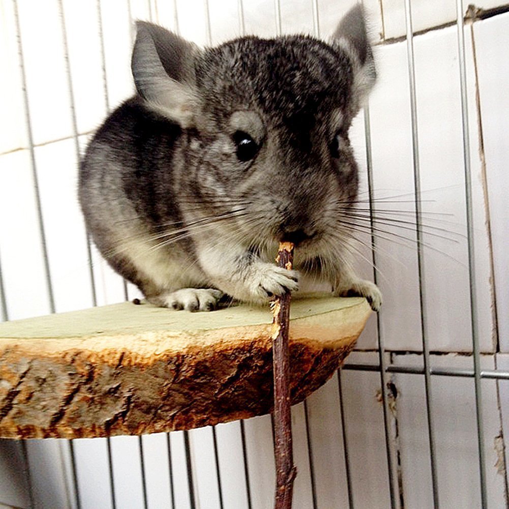 Sharllen bâtons-pomme-sans-pesticides – option saine pour petits animaux.