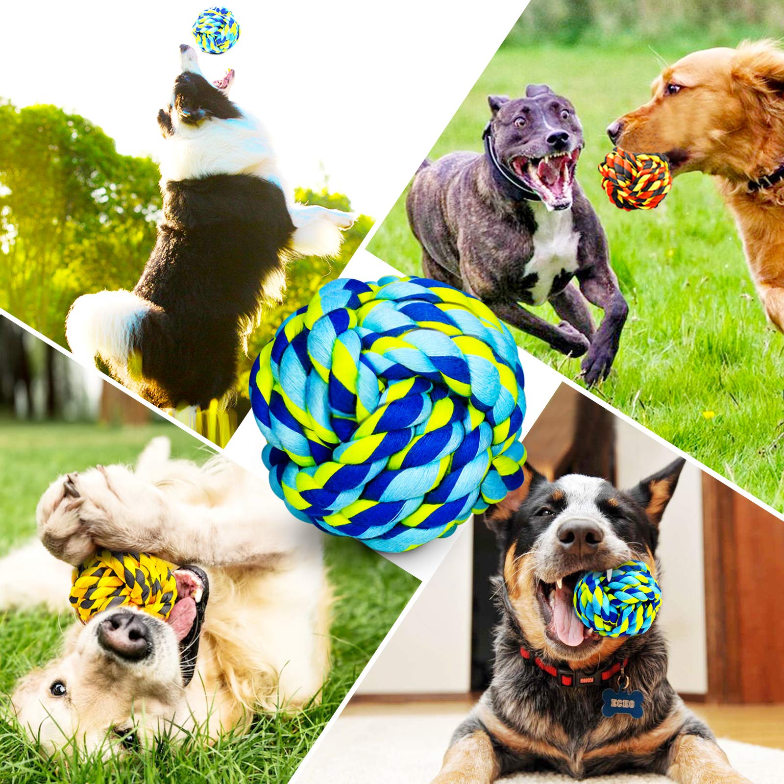 SHARLOVY outdoor fetch session illustrates energy burn and training opportunities
