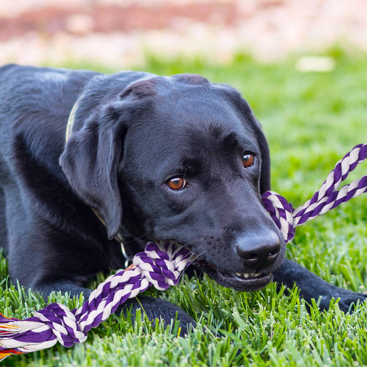 SHARLOVY tug-of-war-rope-ball encourages bonding and exercise in big breeds