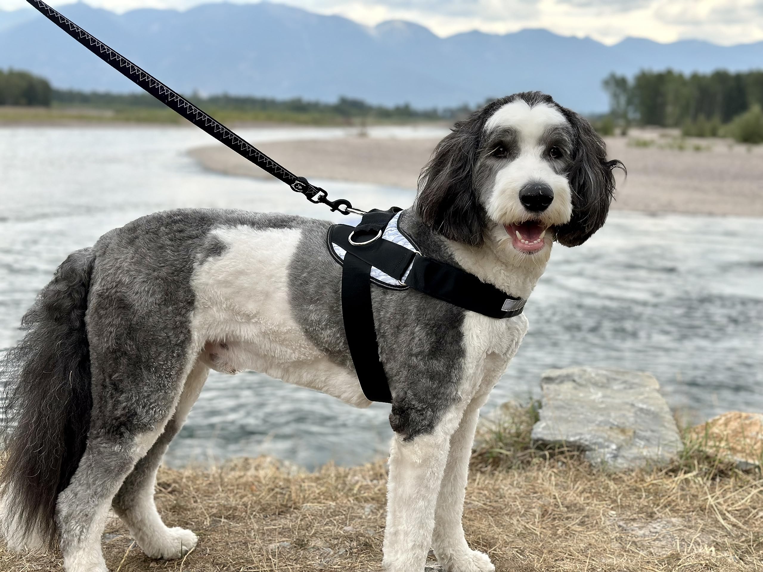 ShawnCo Essential Harness soft breathable mesh keeps dogs comfortable all day