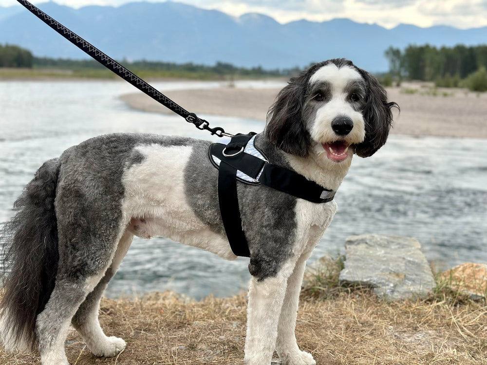 ShawnCo Essential Harness soft breathable mesh keeps dogs comfortable all day