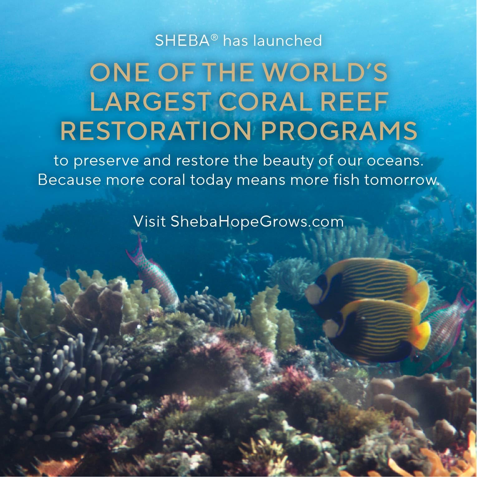 Sheba Grain-Free No Artificial Flavors labeling underscores clean ingredient choices.