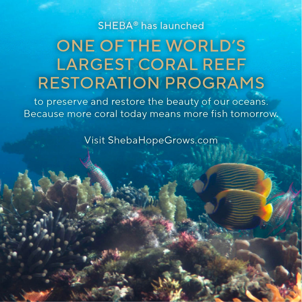 Sheba Grain-Free No Artificial Flavors labeling underscores clean ingredient choices.