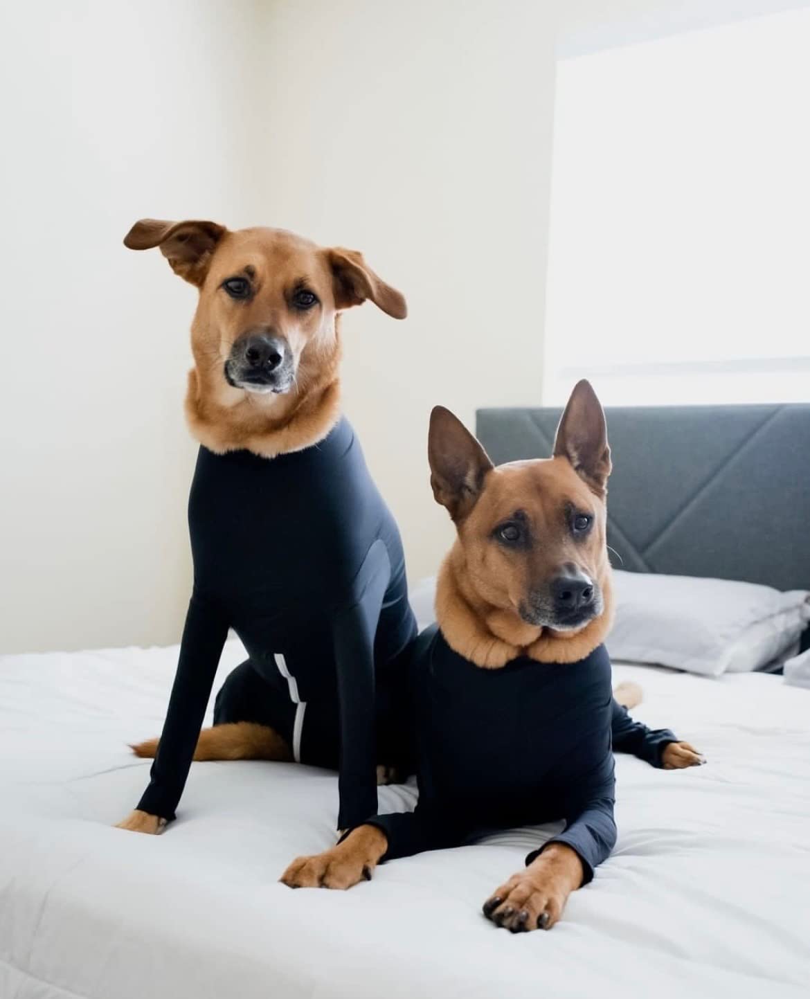 Shed Defender Sport dog onesie labeled Vet Approved for safe, comfortable wear