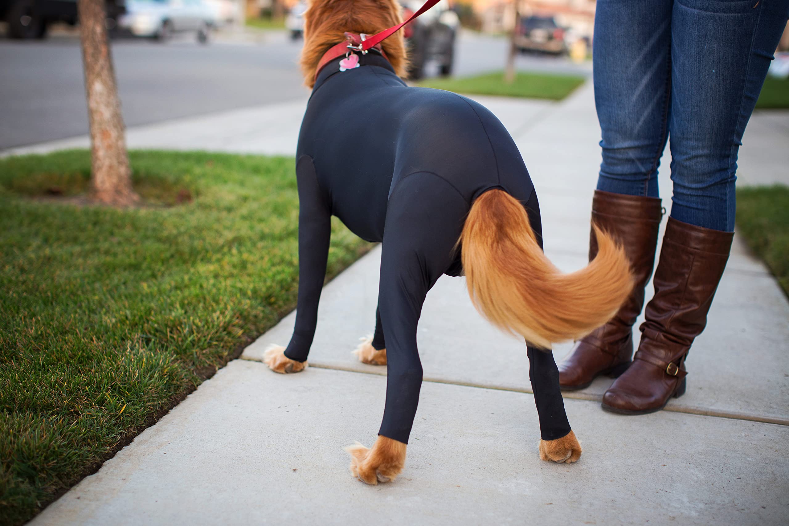 Shed Defender vet-approved label shown on a dog wearing the suit.