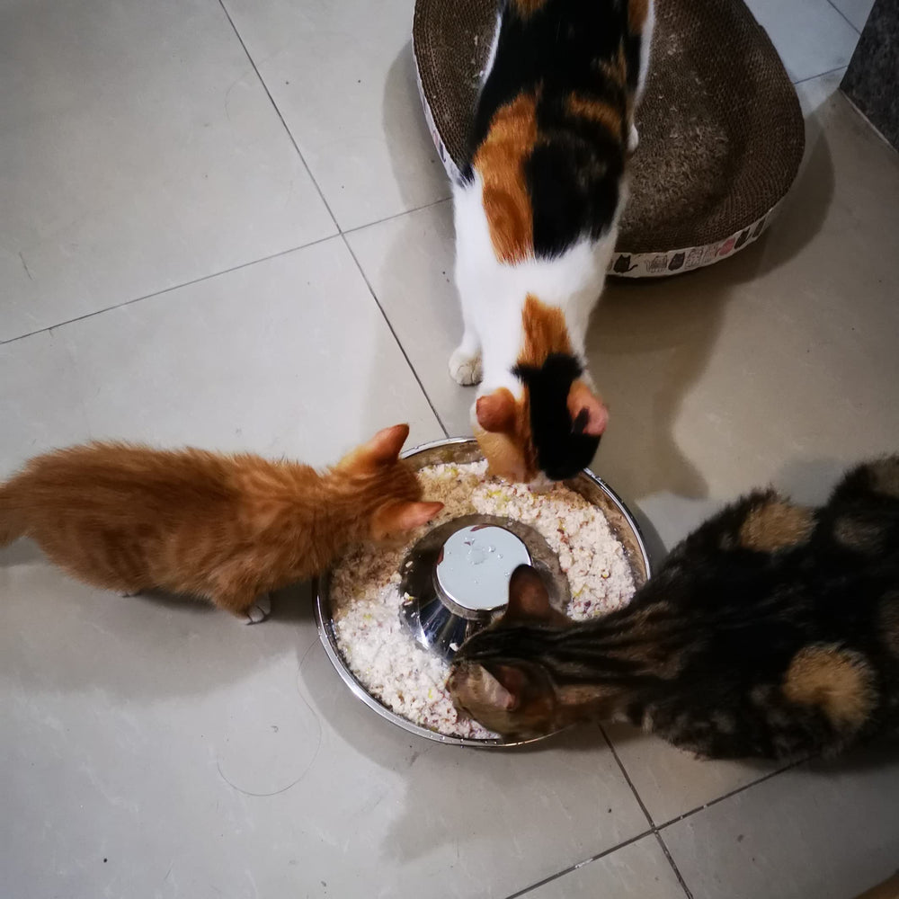 Sheldamy Puppy Bowl dishwasher-safe stainless steel simplifies daily maintenance.