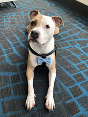 Shelter Pets Tillman plush with story card connects kids to shelter adoption