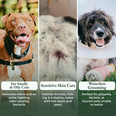 ShelterBaby astaxanthin-probiotics blend supports healthy skin and coat.