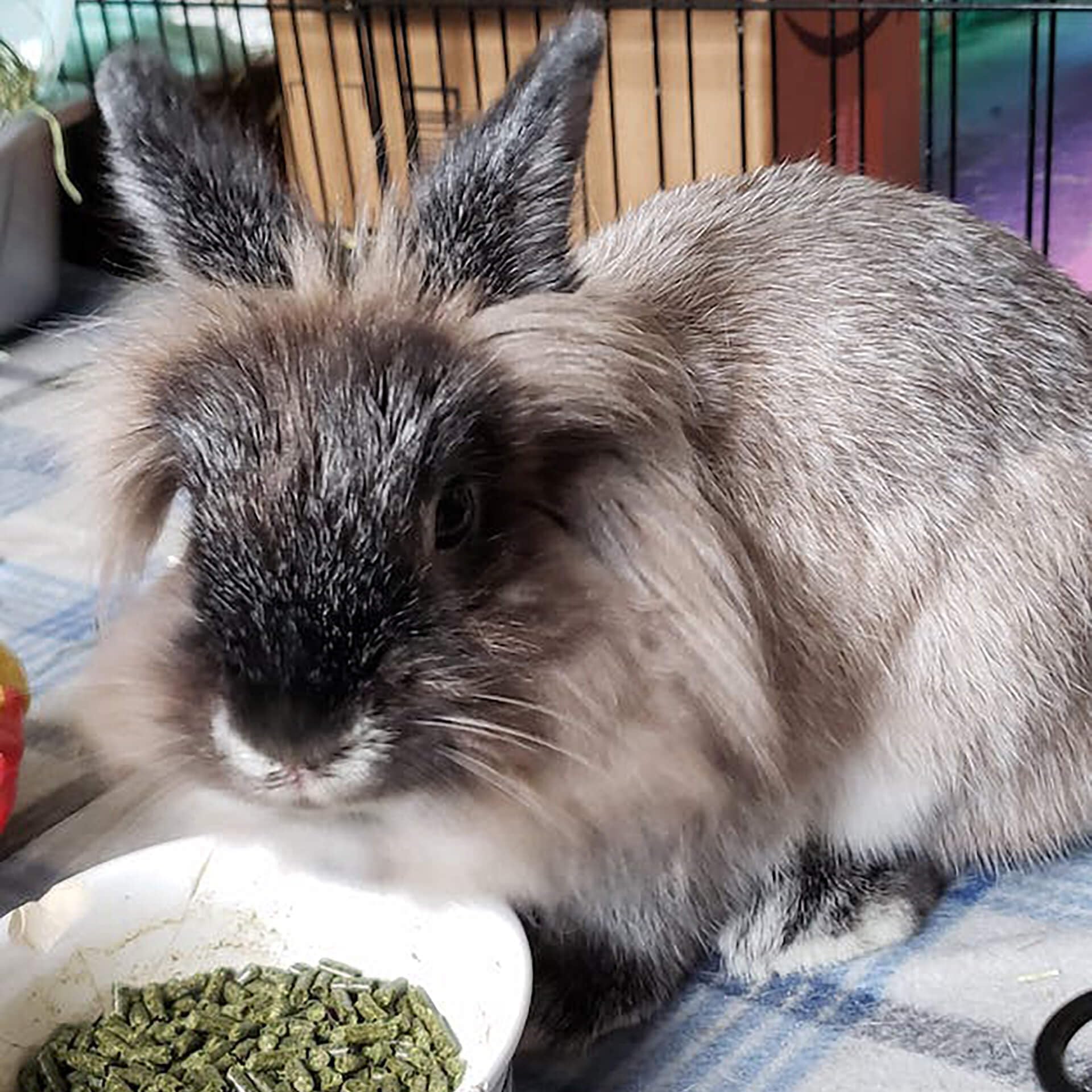 Sherwood Baby Rabbit Food bag packaging shows hay-based grain-free formula for digestion