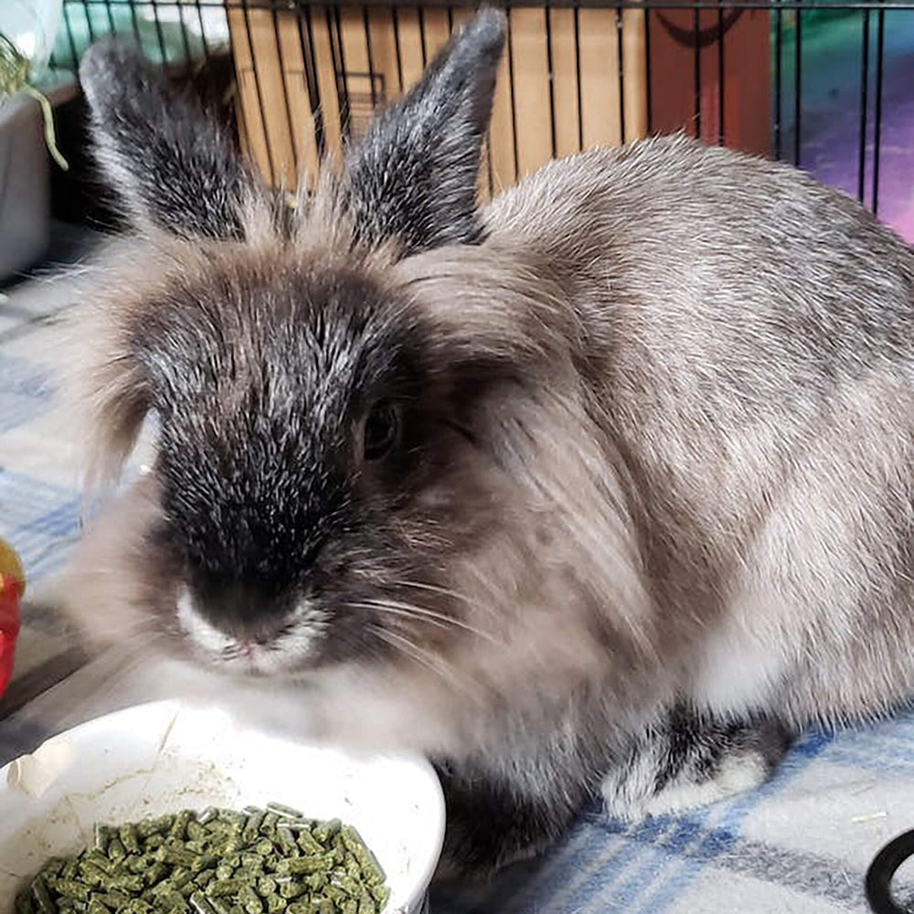 Sherwood Baby Rabbit Food bag packaging shows hay-based grain-free formula for digestion