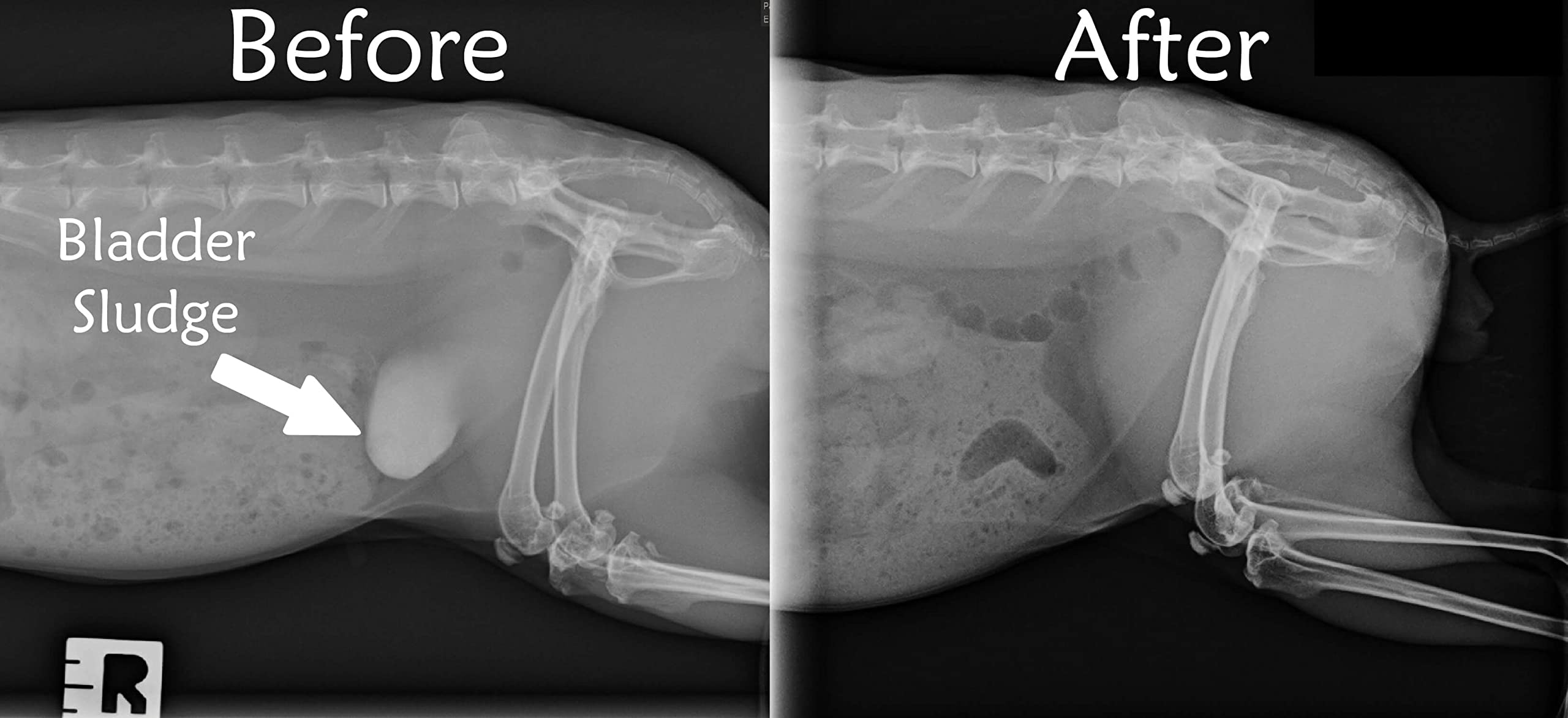 Sherwood Pet Health free-choice hay bowl demonstrates easy access to hay