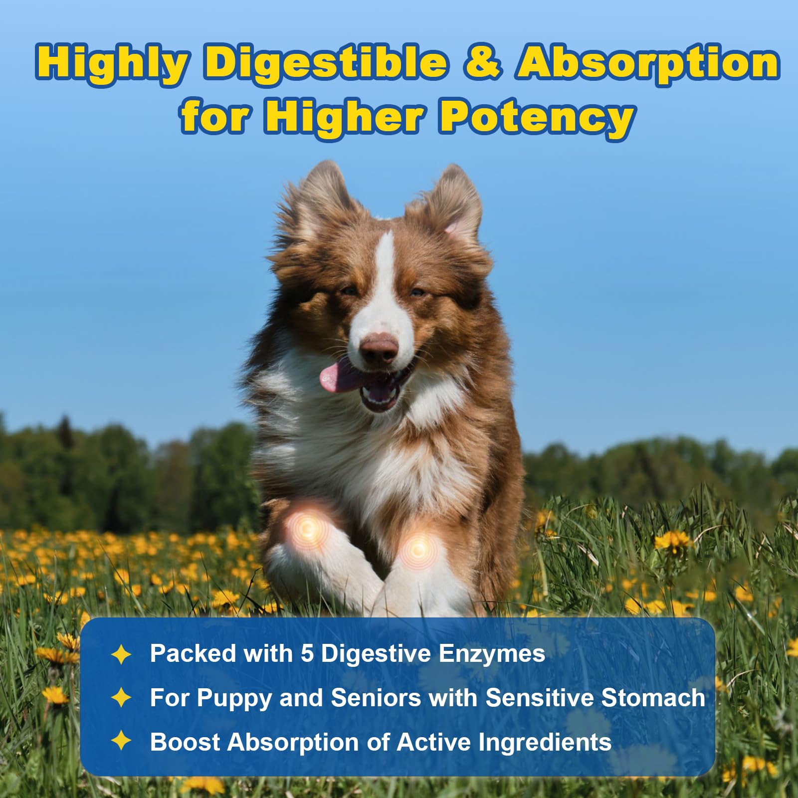 SHINEPAWS large-breed serving image indicates long-lasting supply for bigger dogs.