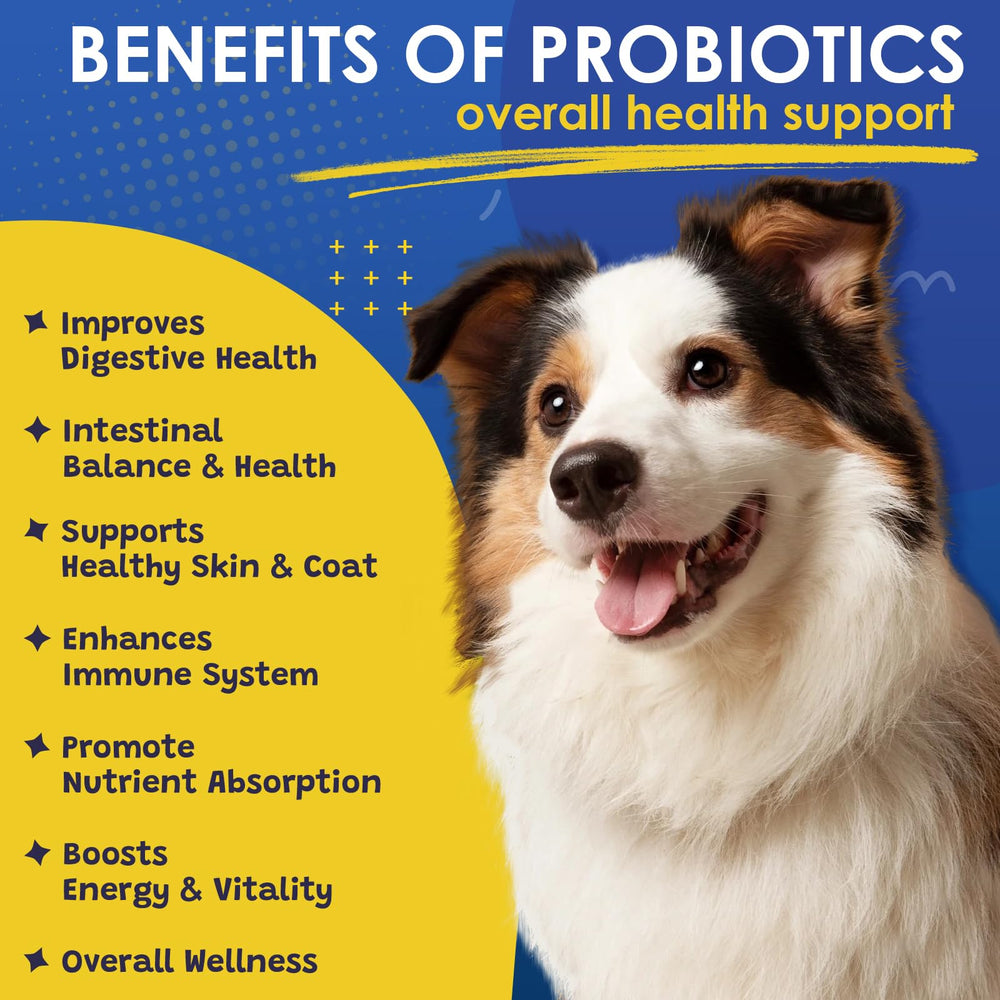 SHINEPAWS dog probiotics skin and coat image may support itchy skin relief