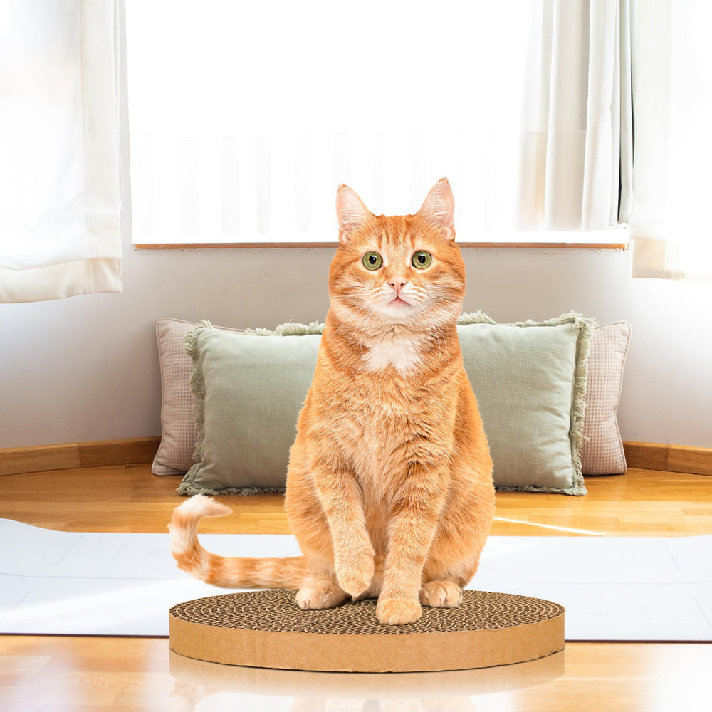 Shizhoo cat enjoying stress-relief scratching and stretching on pad.