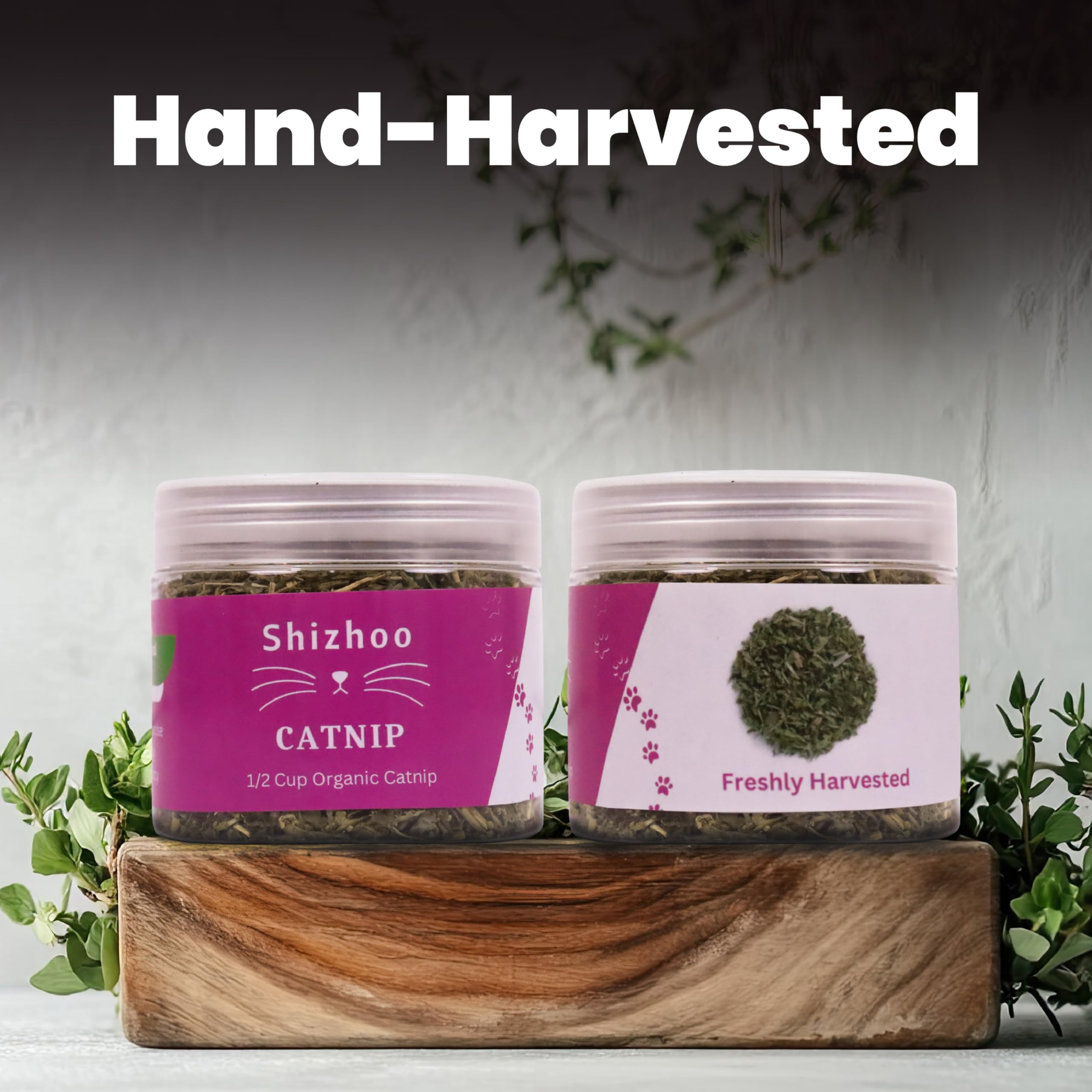 Shizhoo Catnip snack-dispense demonstrates treat-like use for snack-capable felines.