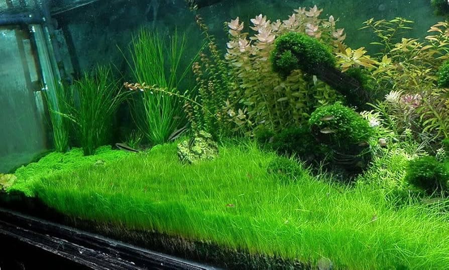 Short Hair Dwarf Carpet enhances aquarium aesthetics with natural green texture.