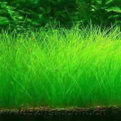 Short Hair Dwarf Carpet dense sprouts highlight vibrant aquarium foreground.