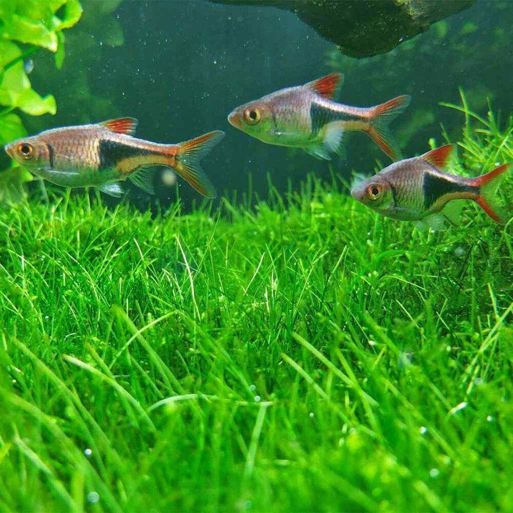 Short Hair Dwarf Carpet leaf growth demonstrates healthy aquatic foliage.