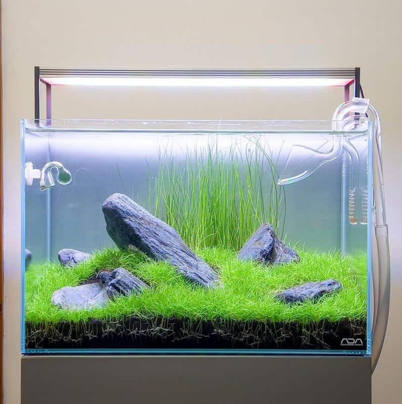 Short Hair Dwarf Carpet is non-toxic and safe for diverse aquatic habitats.
