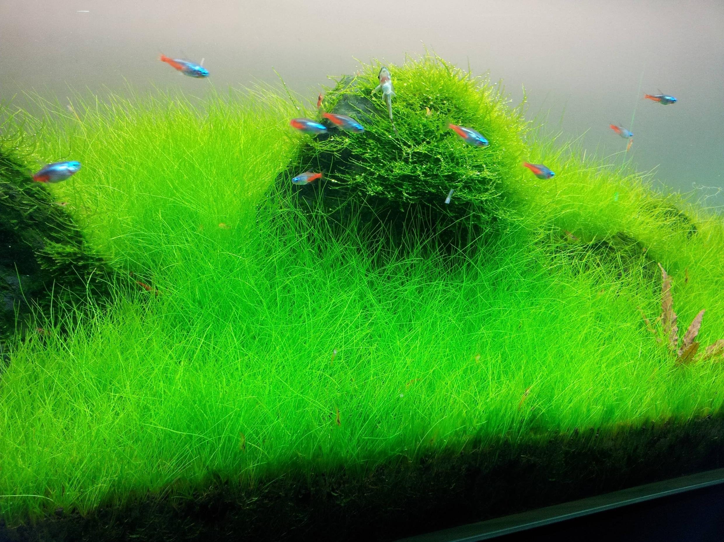 Short Hair Dwarf Carpet boosts oxygenation with daily light exposure.