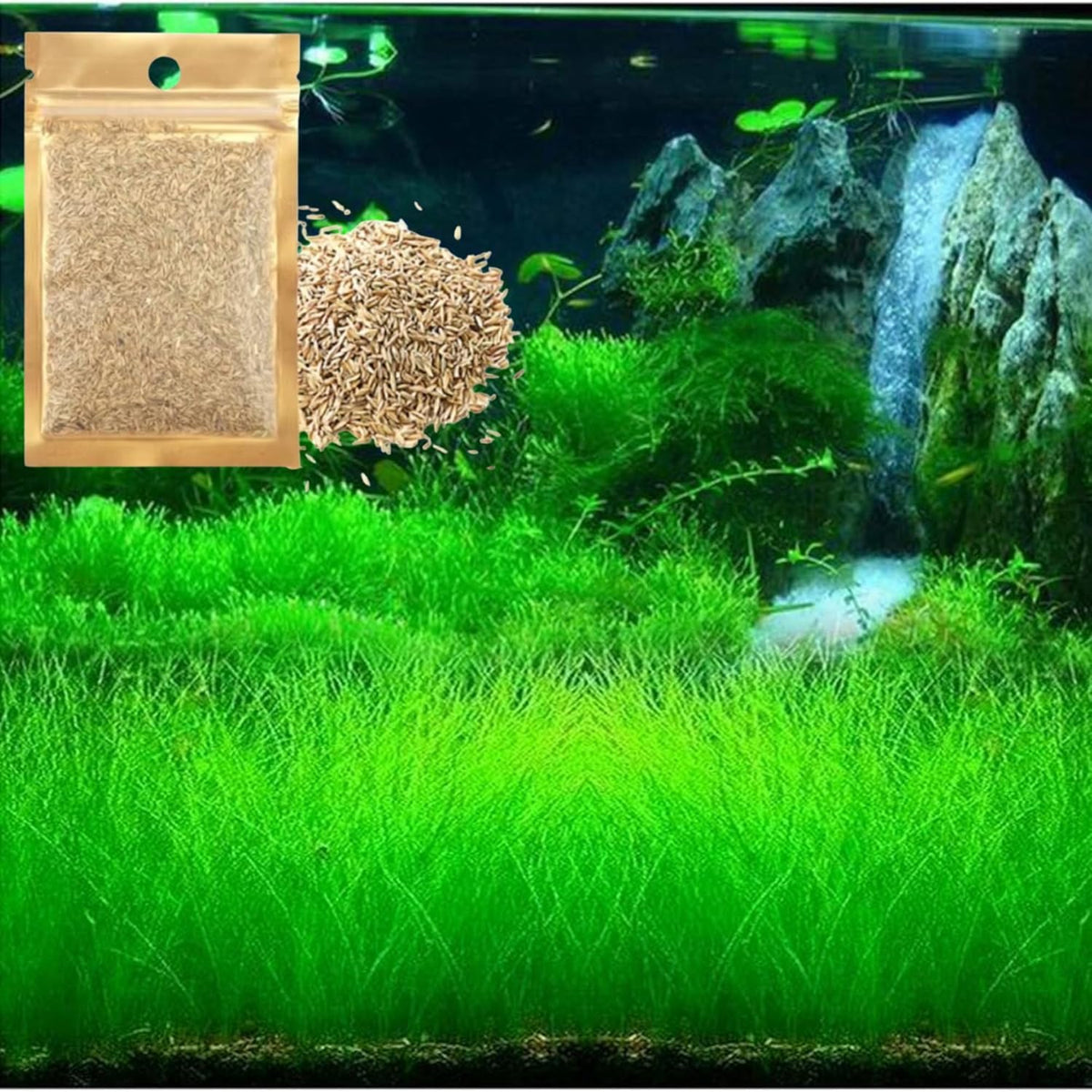 Short Hair Dwarf Carpet pack ready for setup, quick dense ground cover for tanks.