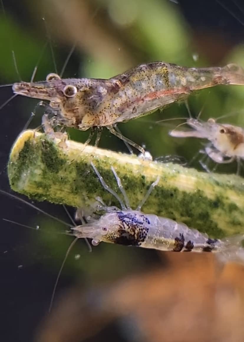 Shrimptastic Aquatics beetroot bonanza stick provides antioxidants and vitality for shrimp