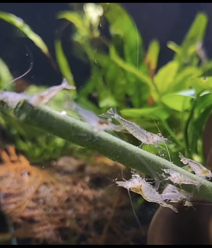 Shrimptastic Aquatics carrot carnival stick supports digestion and vibrant color in shrimp