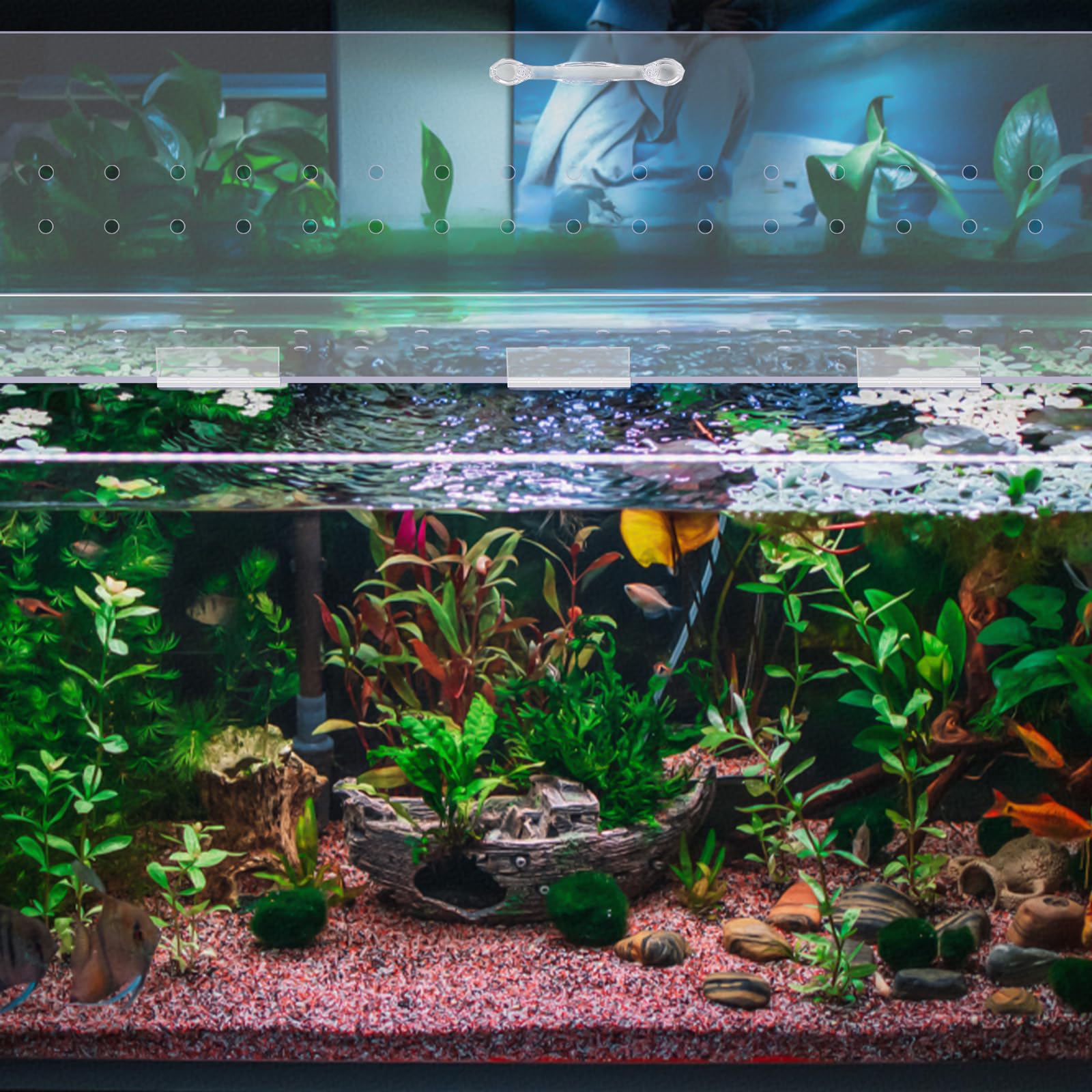 Sieral canopy light penetration demonstration reveals clear view of aquatic life.