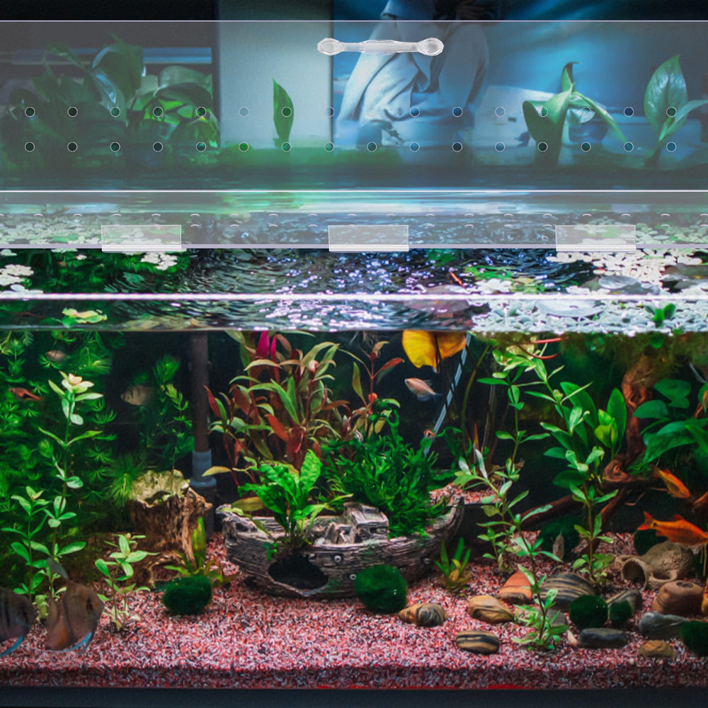 Sieral canopy light penetration demonstration reveals clear view of aquatic life.