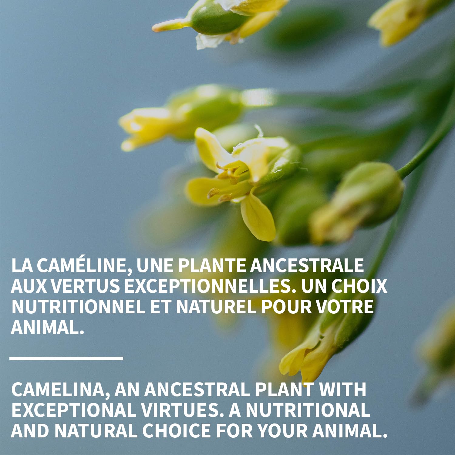 Signe Cameline camelina oil family kitchen addition to meals.