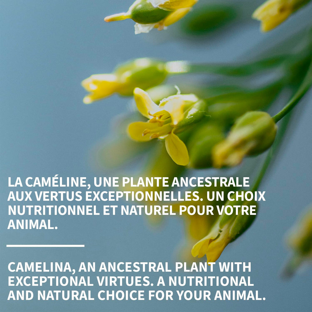 Signe Cameline camelina oil family kitchen addition to meals.