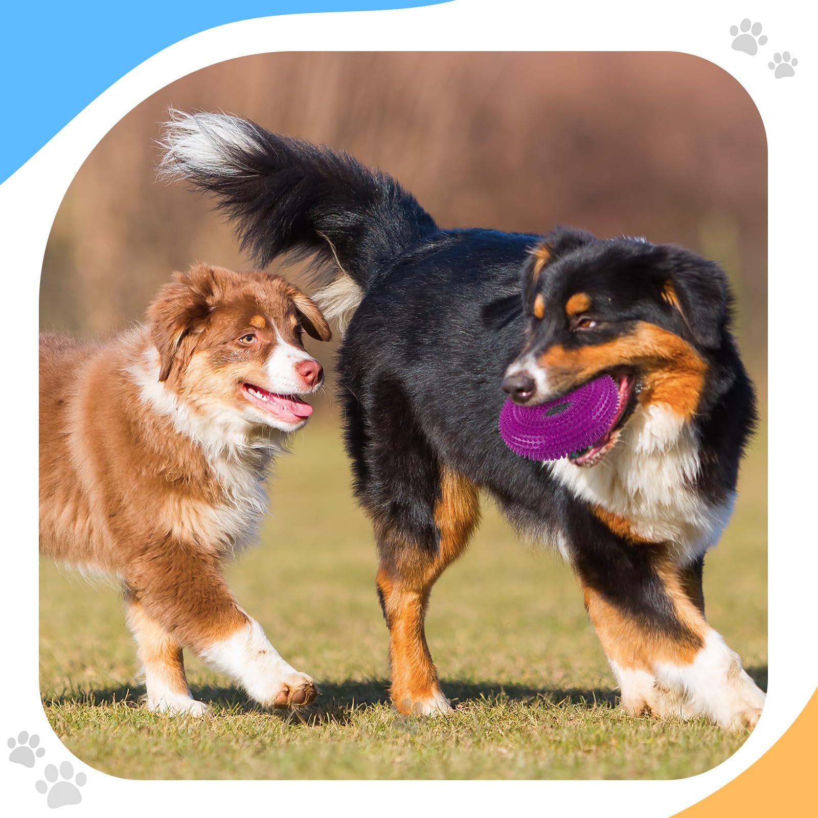 Silipull spiky squeaker ball in action with dog promoting exercise and training.