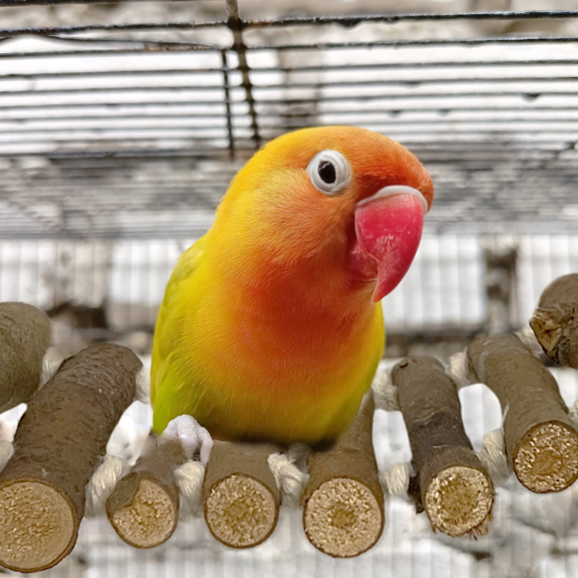 SIMENA parrot-bridge-installed-in-cage shows easy setup for busy owners.