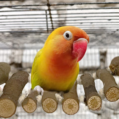 SIMENA parrot-bridge-installed-in-cage shows easy setup for busy owners.