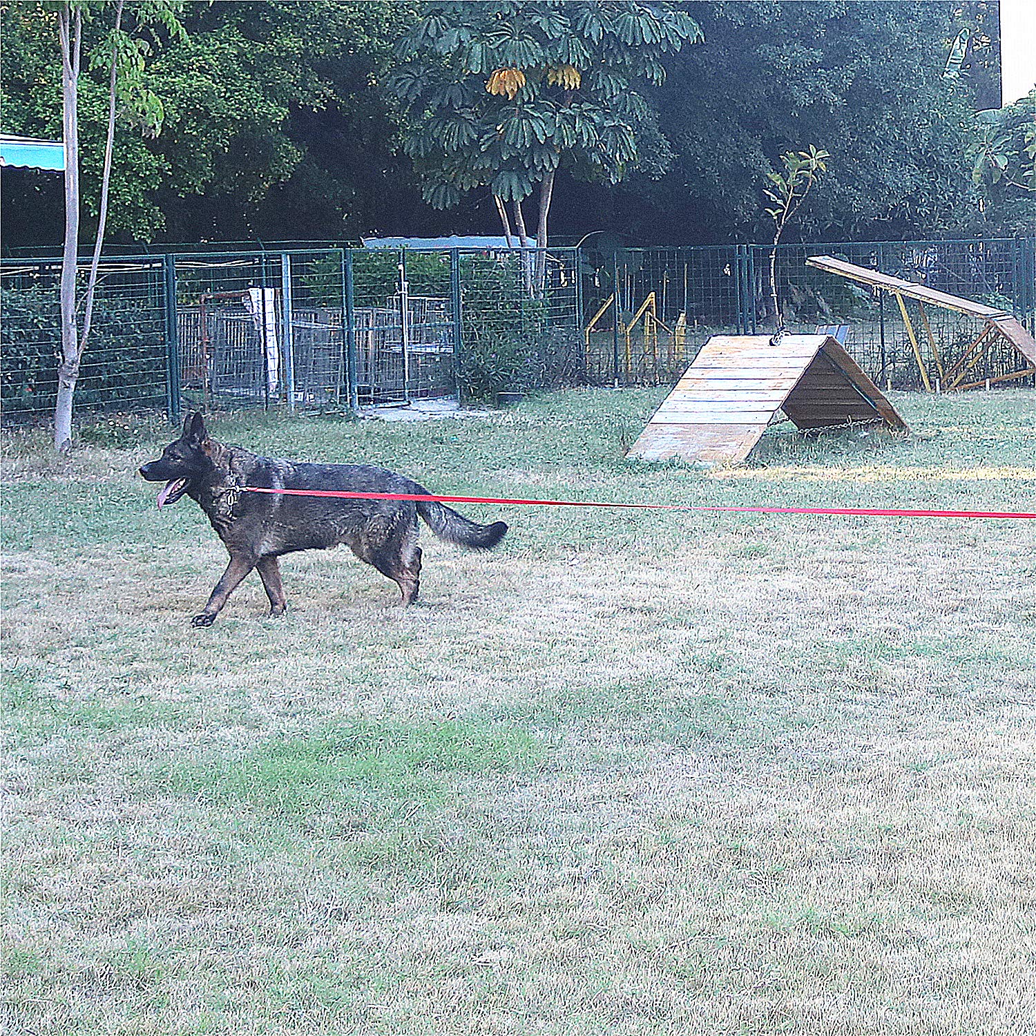 Siumouhoi backyard training leash scene for obedience practice.