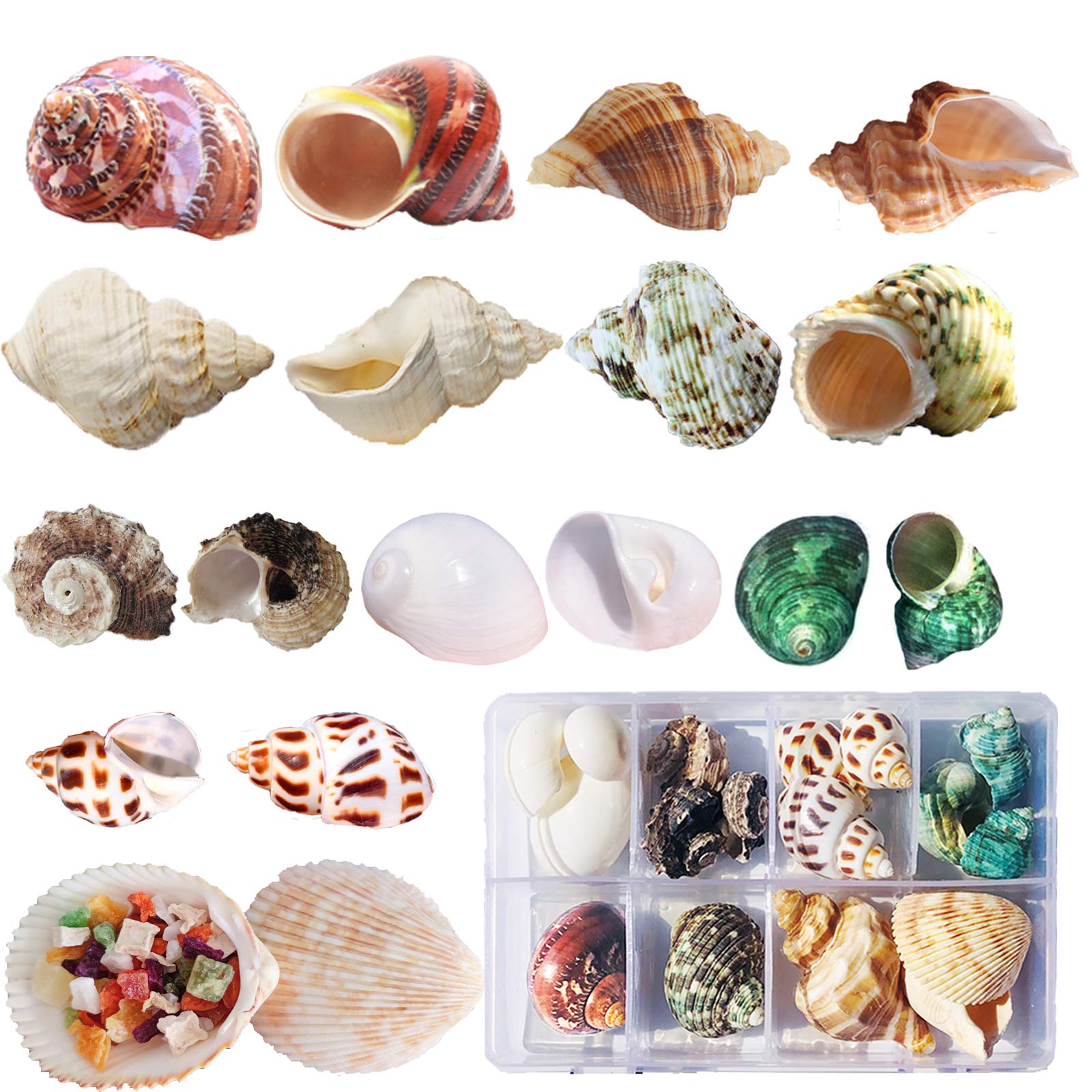 Skoolove hermit crab shells 17pcs box pack provide varied growth options for crabs